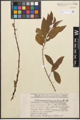 Foto von Salix caprea L. x Salix purpurea L.